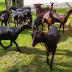cabras Quesería El Cabriteru Cabrales